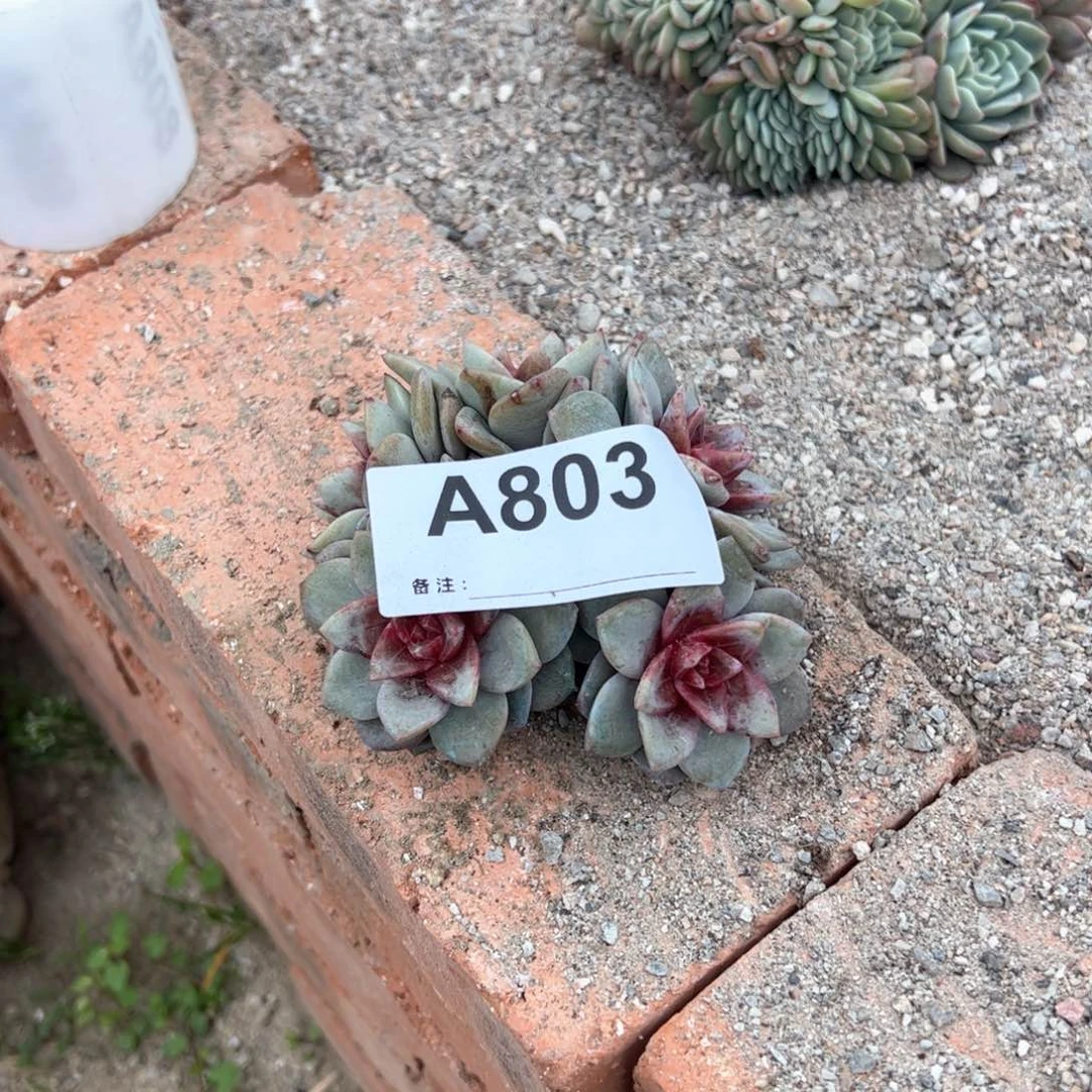 橙***～803 多肉多肉多肉多肉多肉