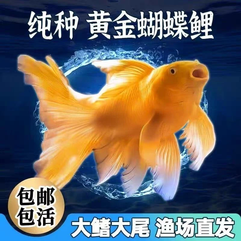 纯种蝴蝶鲤黄金色短球金色大尾观赏鱼冷水好养混养养殖发货