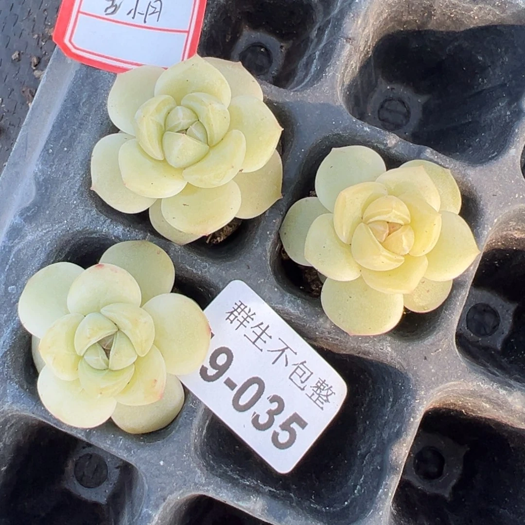 小卡拉米糖心一物一拍9-35