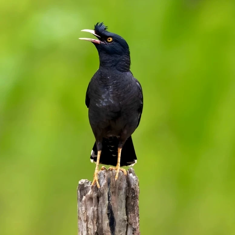 语言小天才小黑八哥宠物模型直播间定制