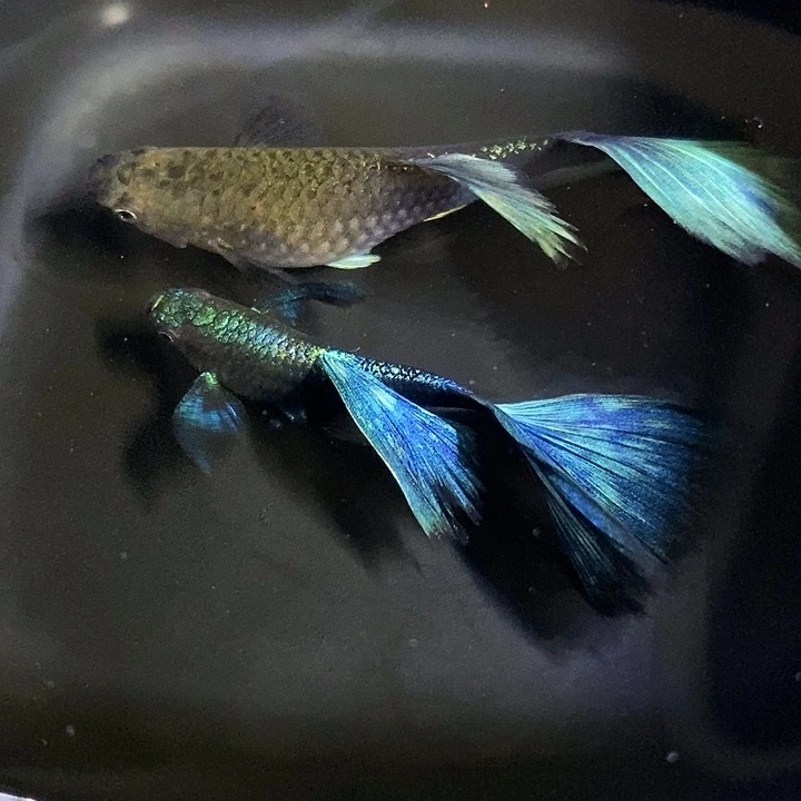 海***孔雀鱼在干湿干燥环境和