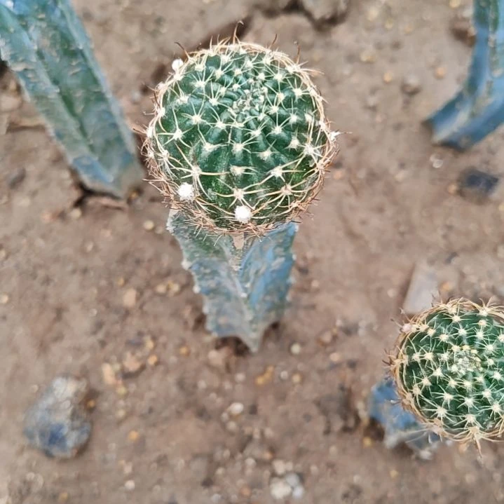 丽花金荷花龙神木嫁接特