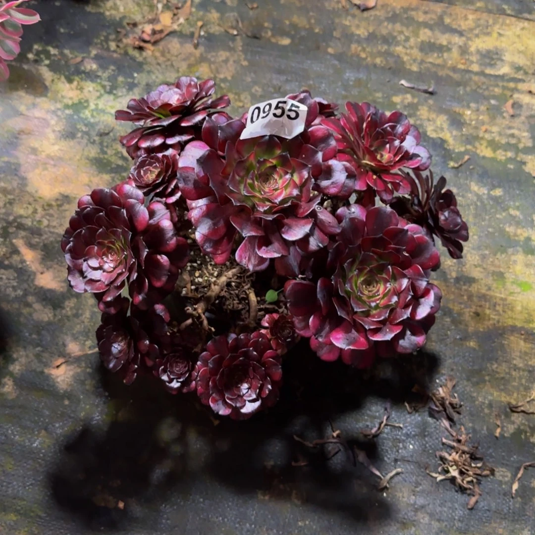 娅***娅0955多肉法师锦111