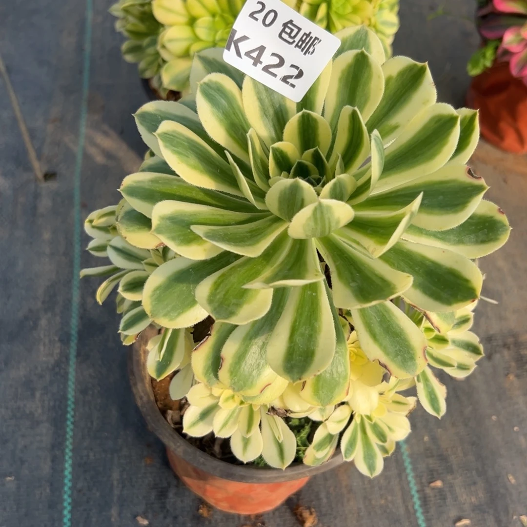 422白兰地，满20包邮