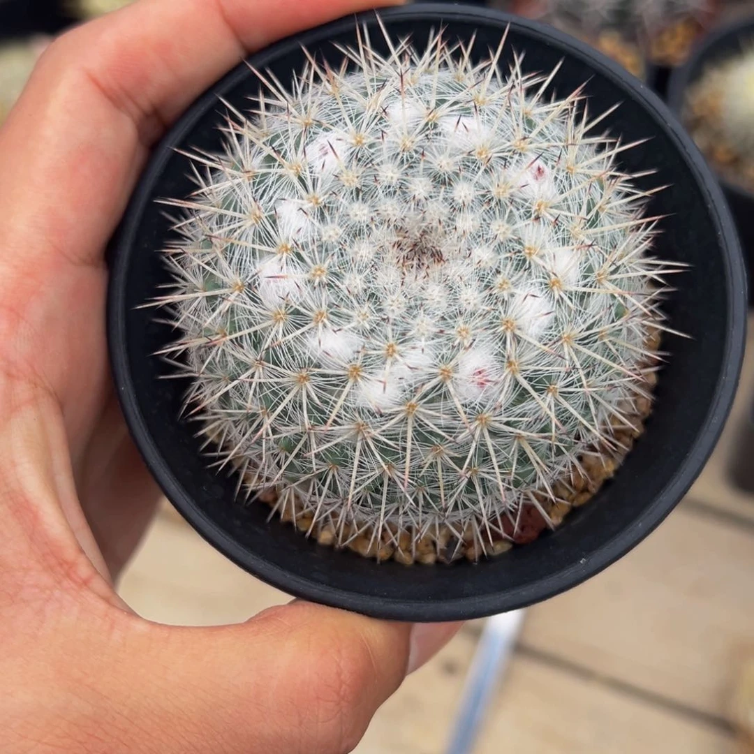 ﹃****︾实生根白王丸多肉植物带盆土