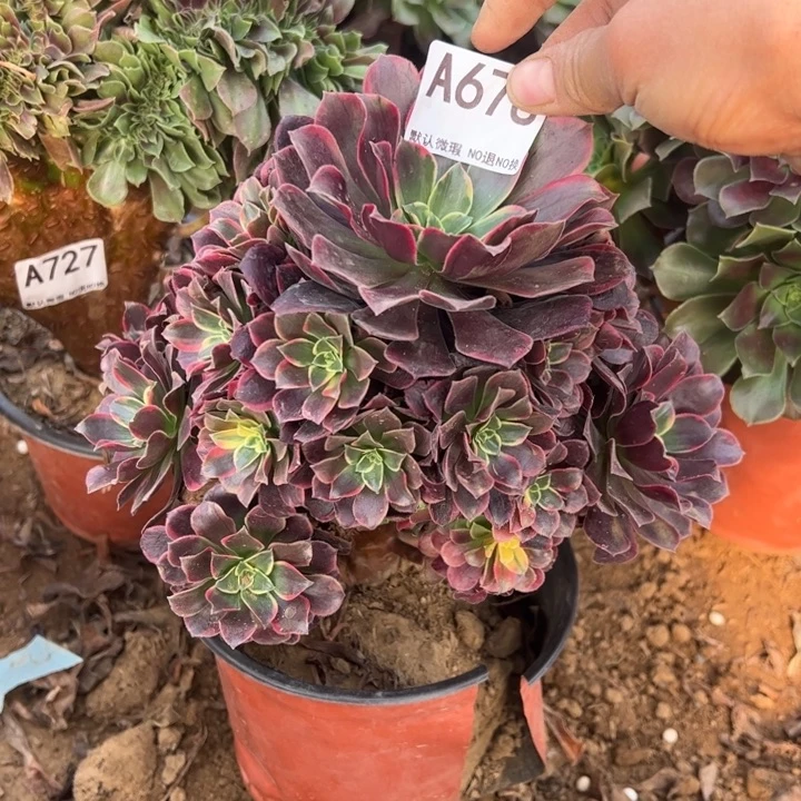 金丝雀微瑕多肉植物678.