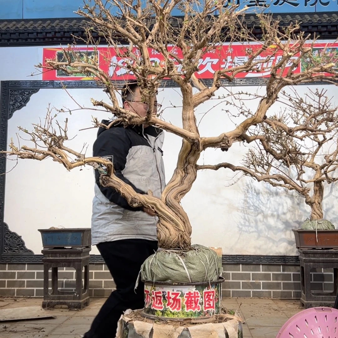 周***洲无花朵金银花4555566655556666