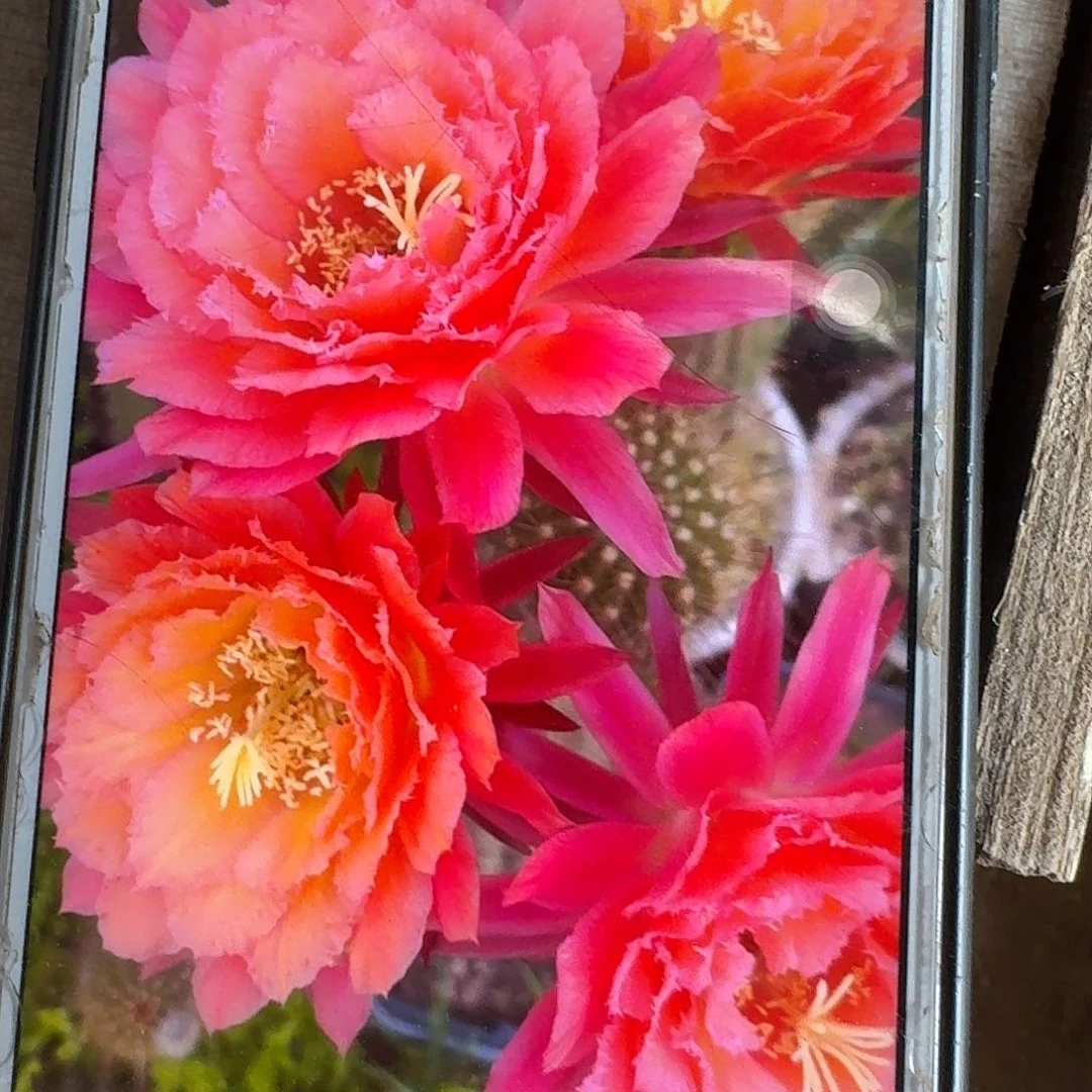 牛牛根冠服7公分毛花柱