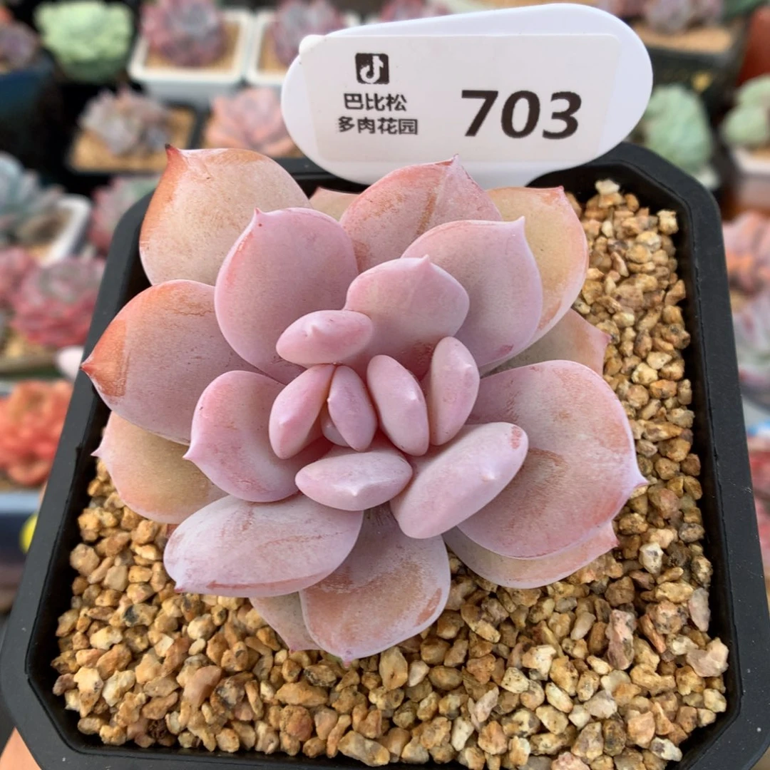 703双心奶茶石化多肉