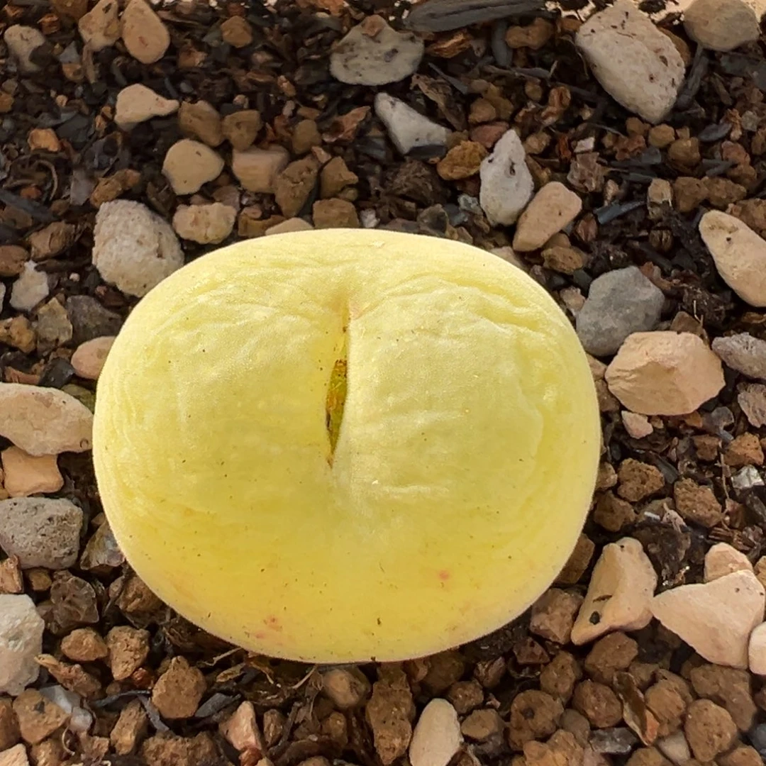 98多肉植物百科植物