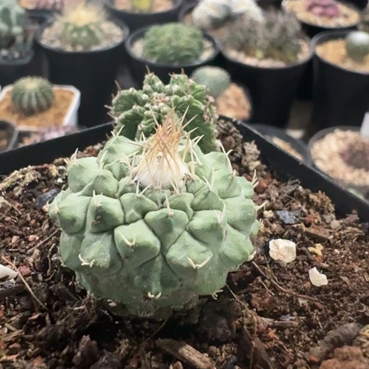 菊水实生仙人球