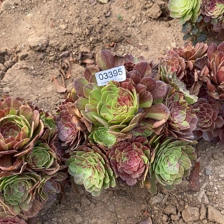 代***03395花月夜多肉植物