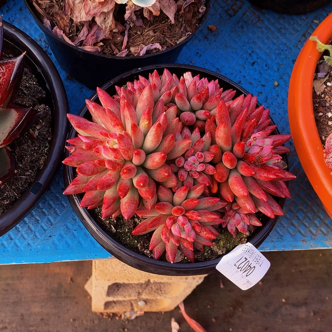 漫***生   虞美人多肉04027