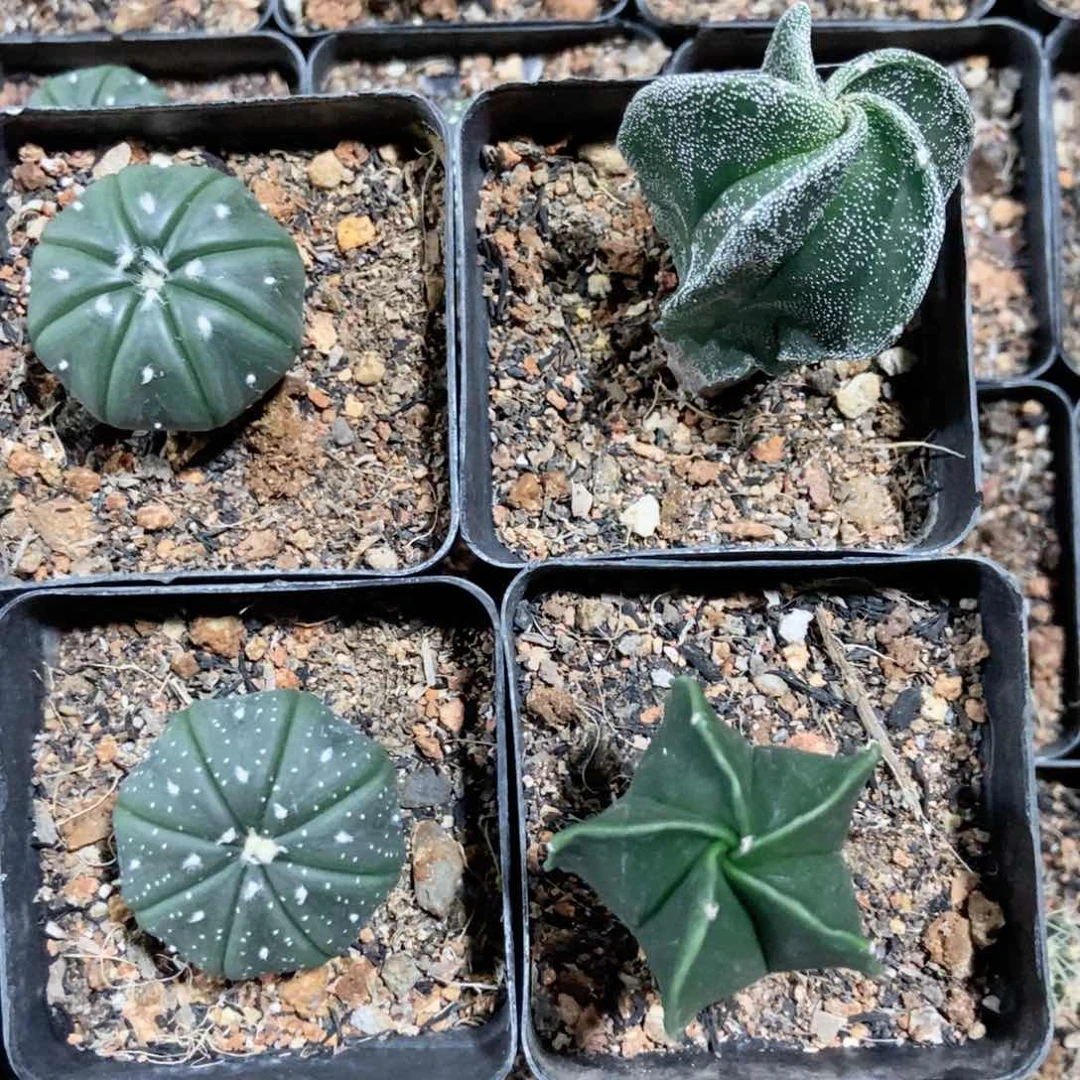 实生仙人球组合一物一拍