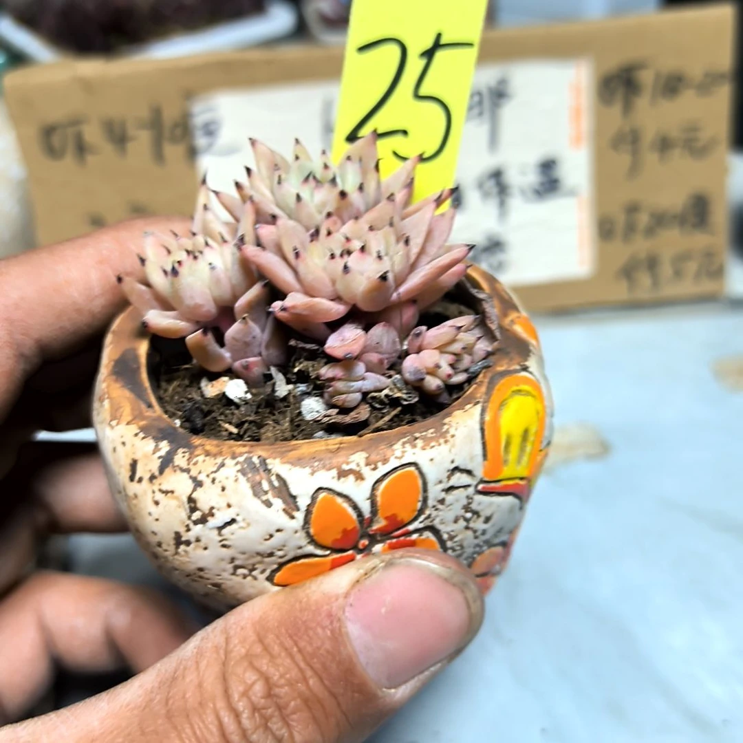 满6元包邮，绿爪群