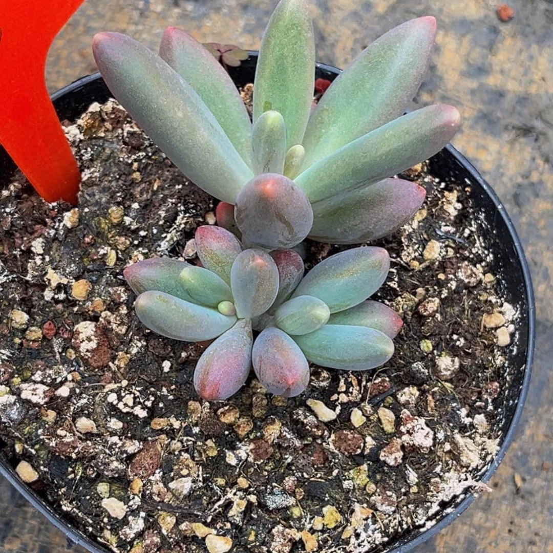 弘****肉2413号上午多肉植物群生多肉植物