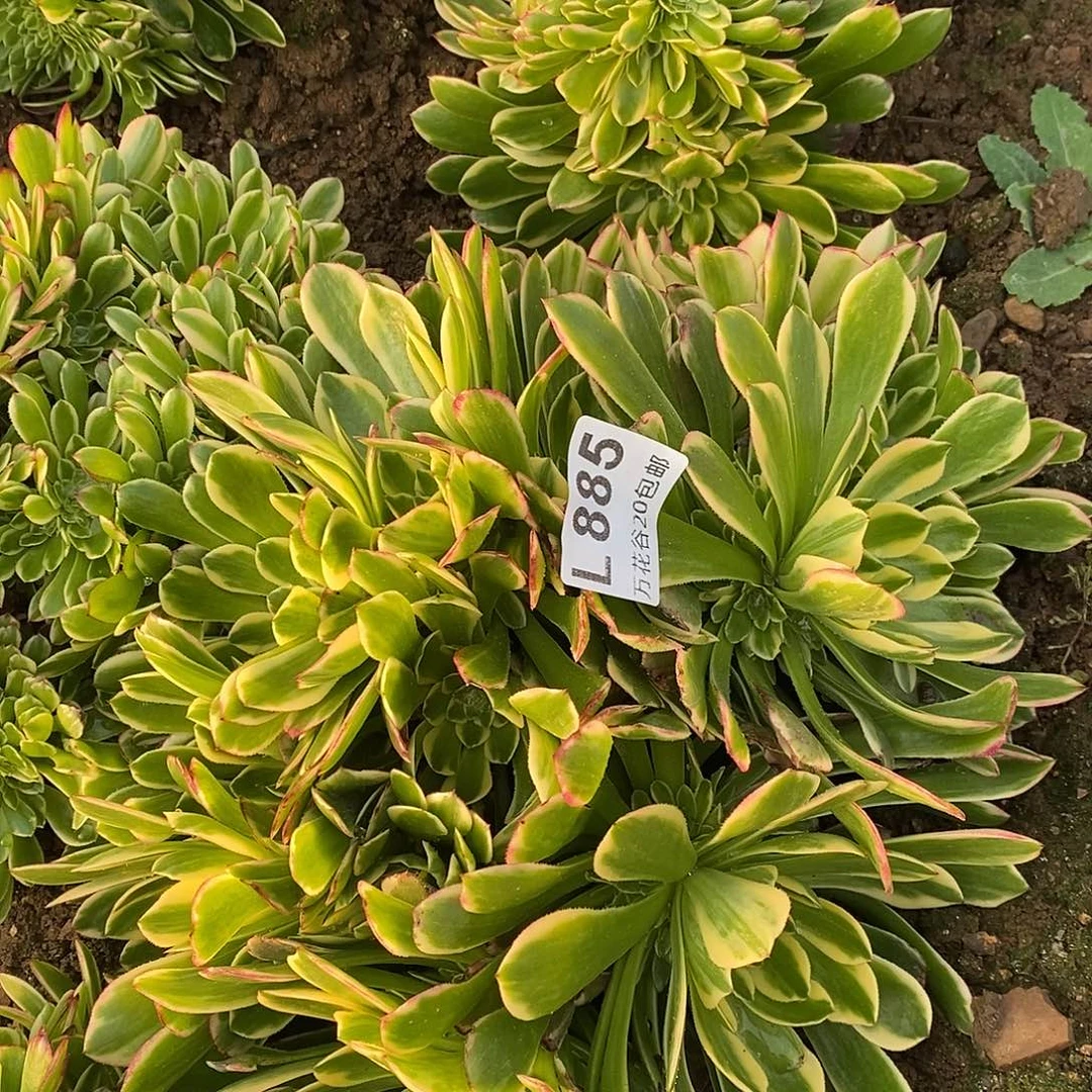 885朝霞朵朵多肉植物