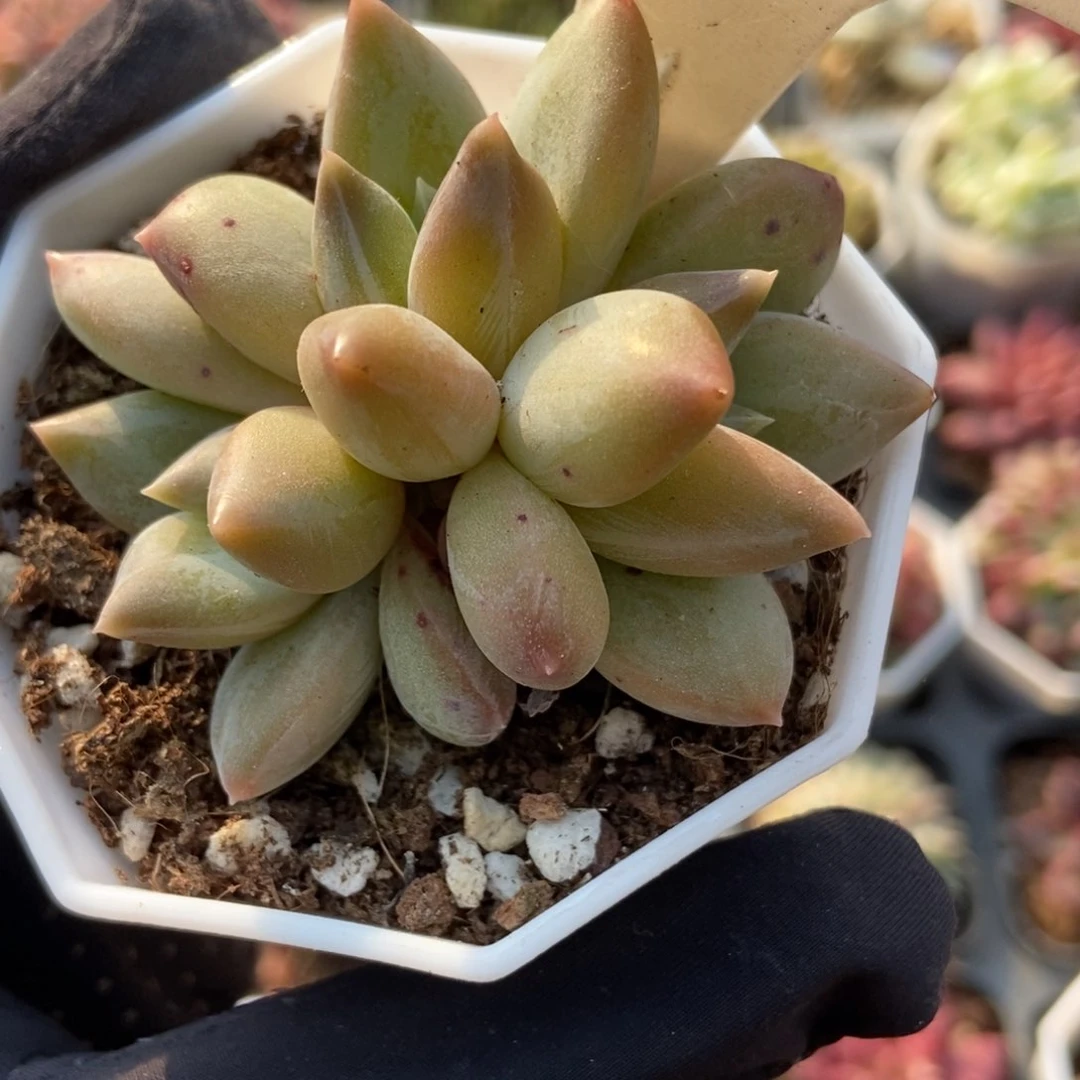 6012重楼多肉植物保护