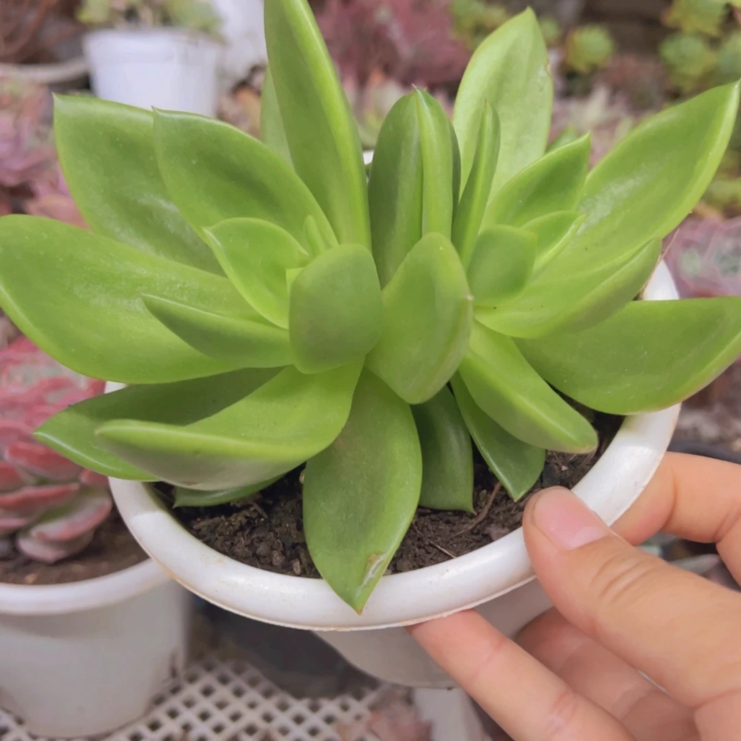 翠花大双头起发老桩