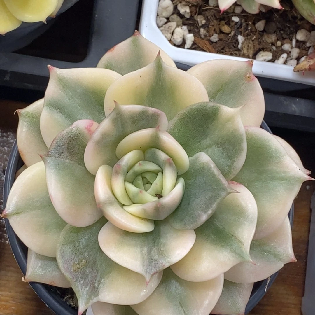 672贝加尔湖锦单头带根