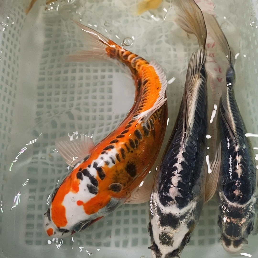 锦鲤冷水锦鲤包邮