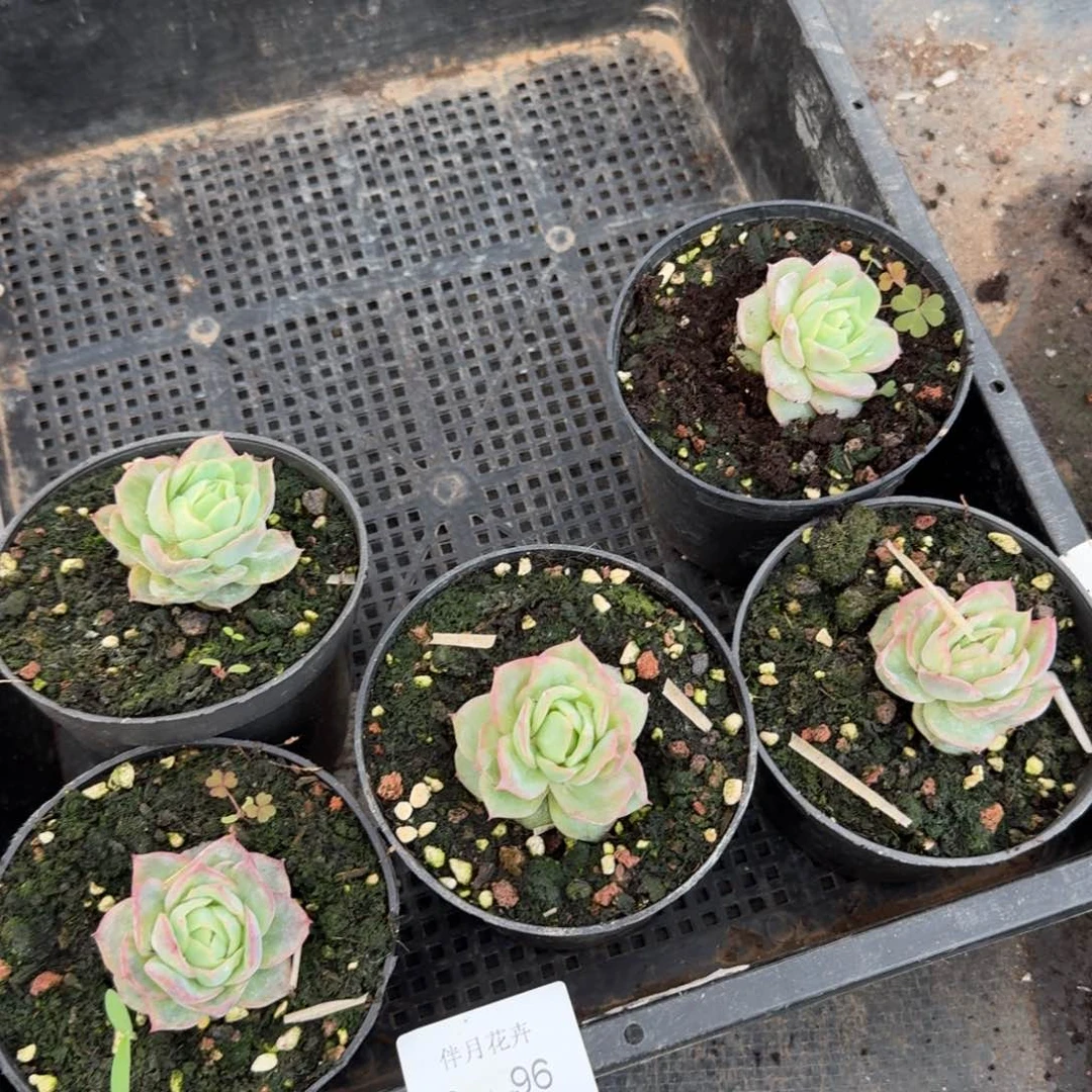 三号玫瑰一颗量拍3-96