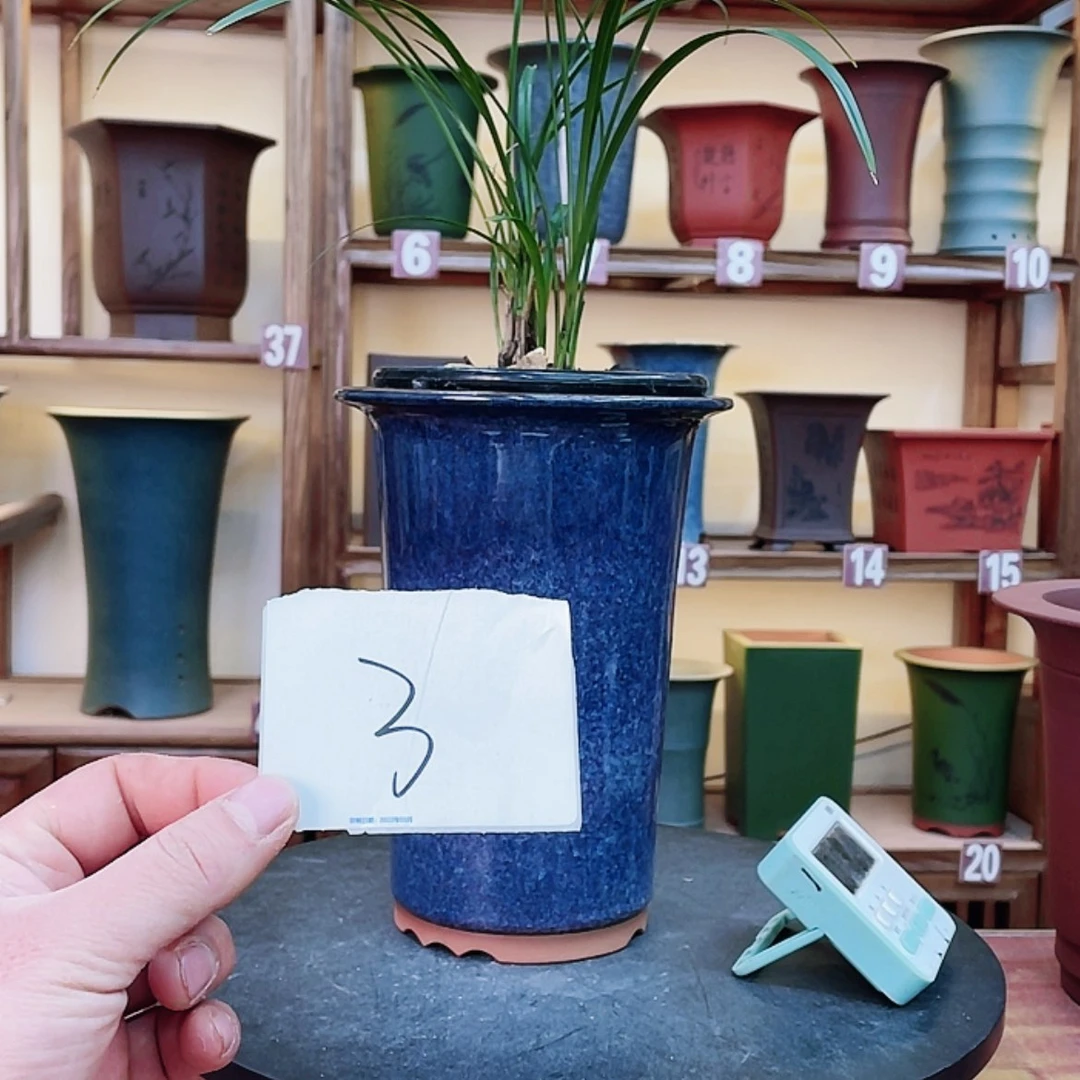 【闪购商品】紫砂花盆翠****0兰花455587755587555887