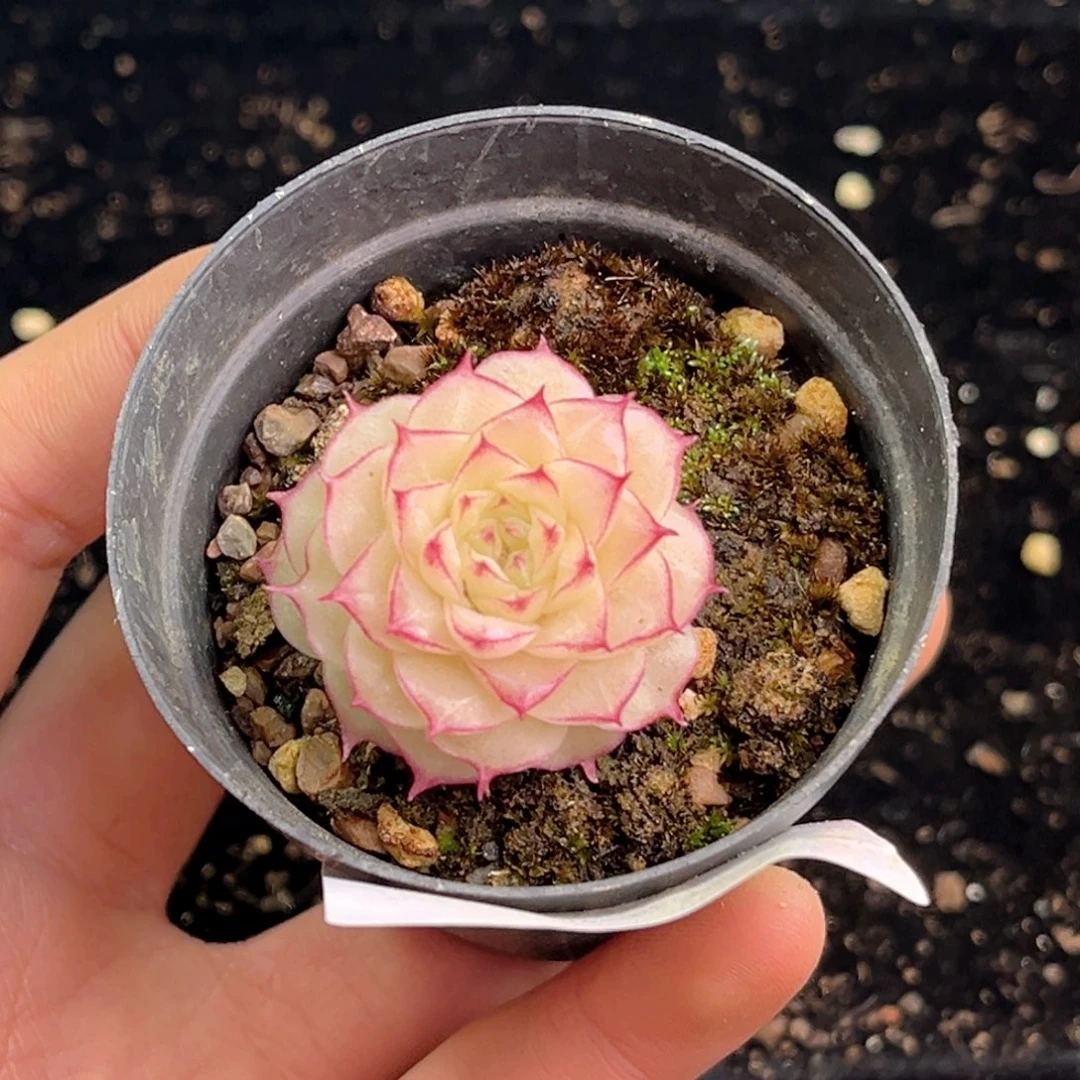 我***yHM115多肉多肉多肉多肉