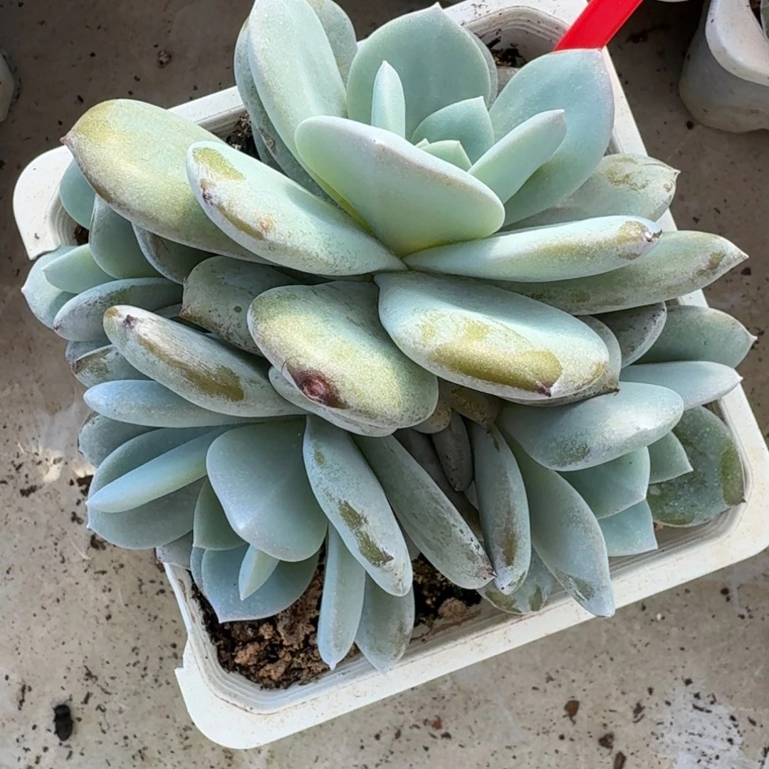 111韩版奶茶4头无砍