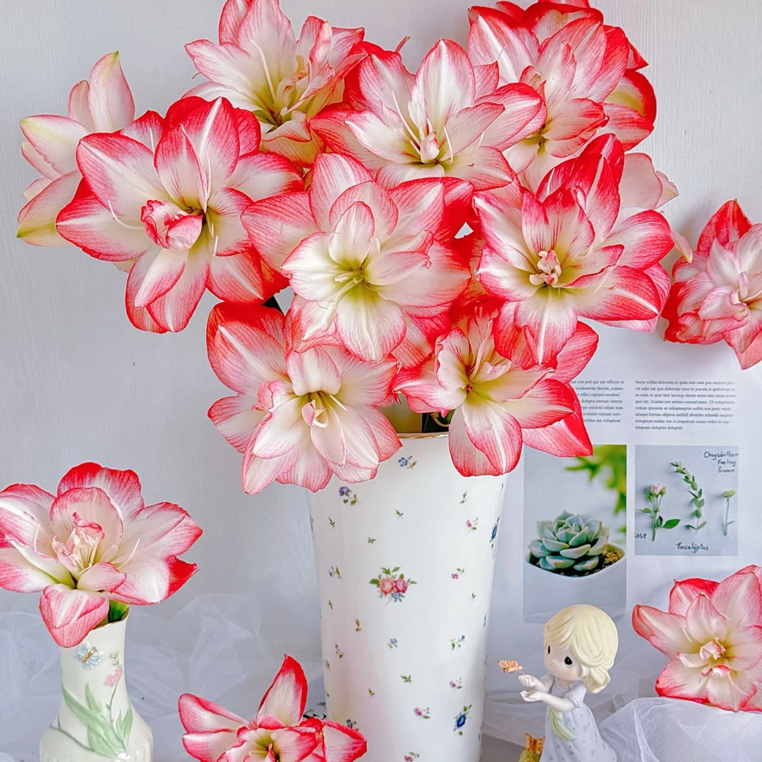 进口重瓣朱顶红种球条纹粉色大球根花卉室内阳台盆栽四季好养活