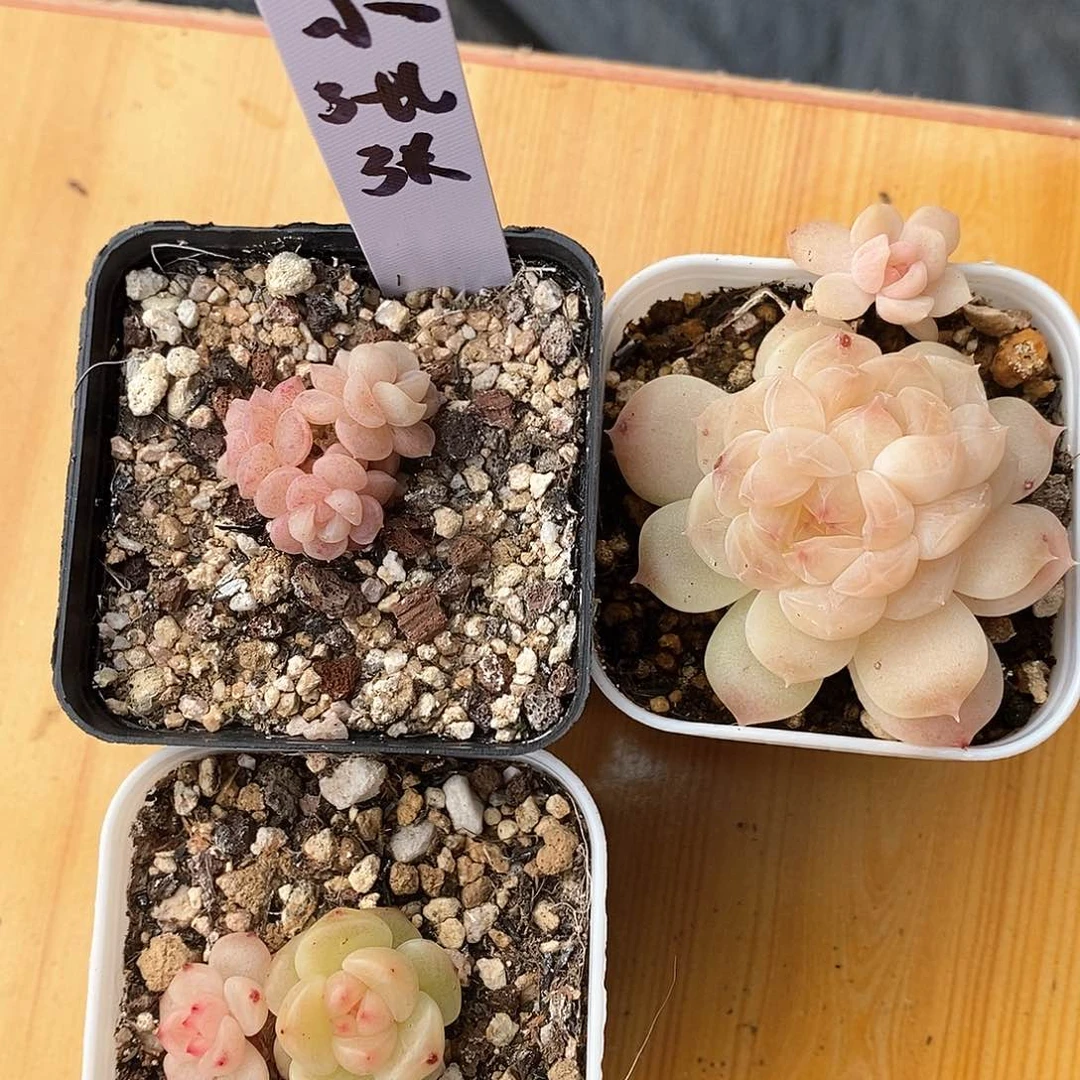 响当当啊哈好想去