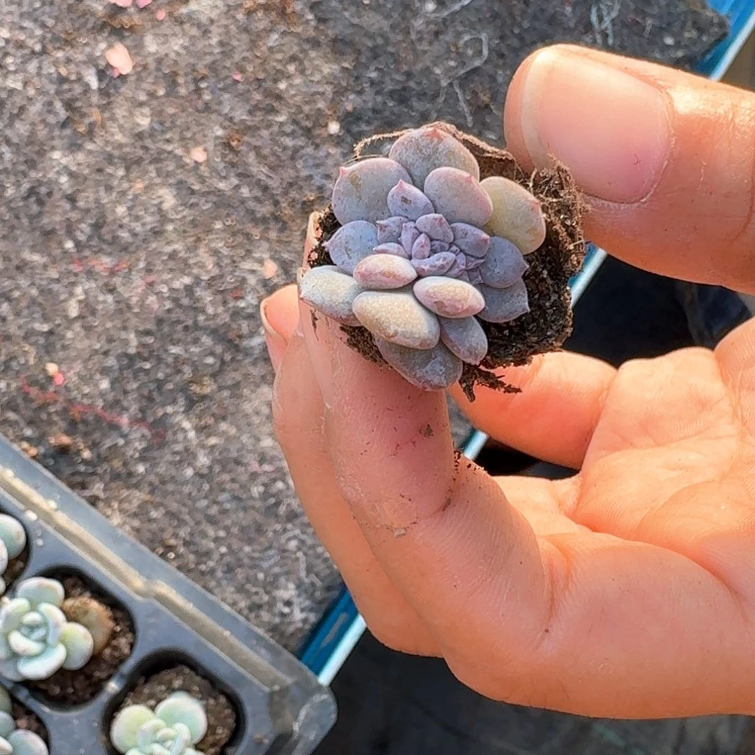 9135一物一拍专拍