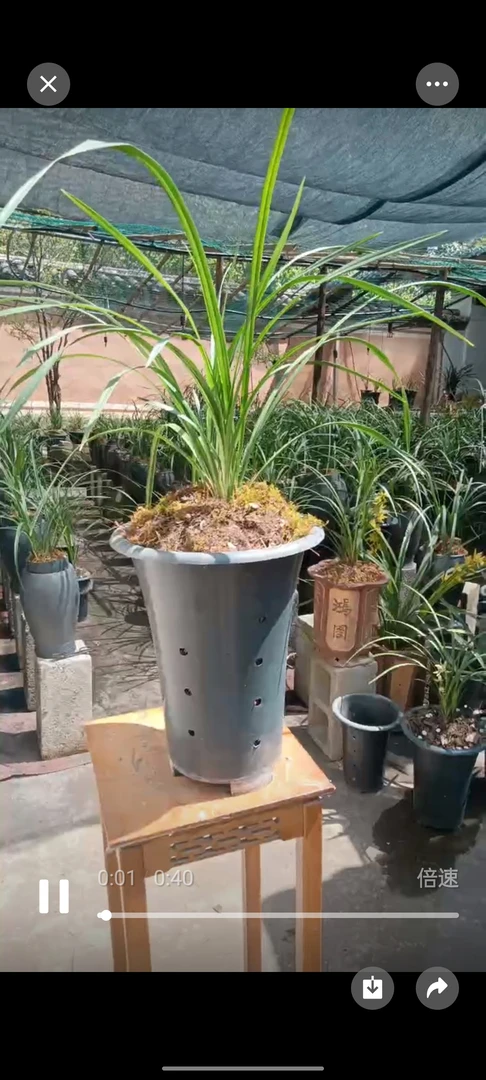 石鼓大雪素精品苗4苗