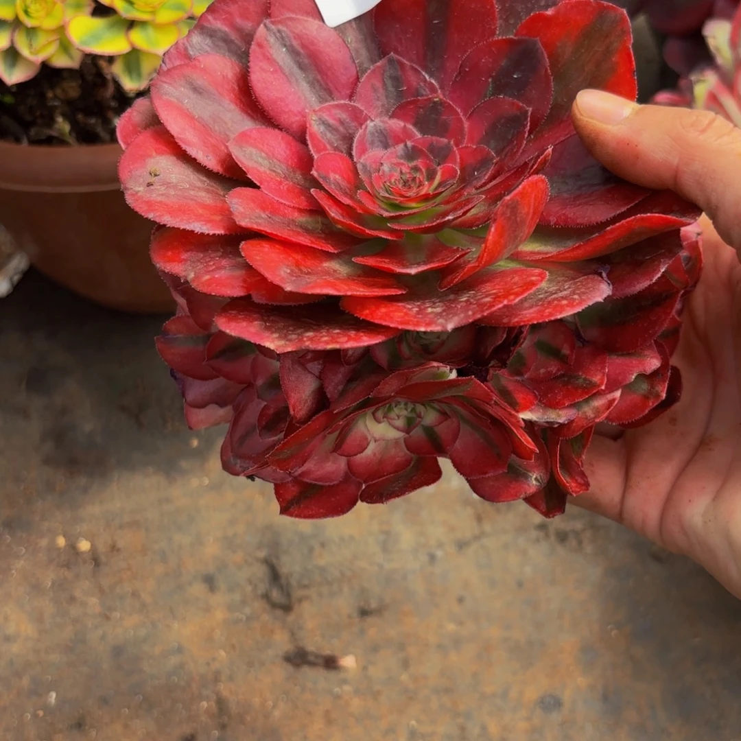 174多肉植物鸿运无根