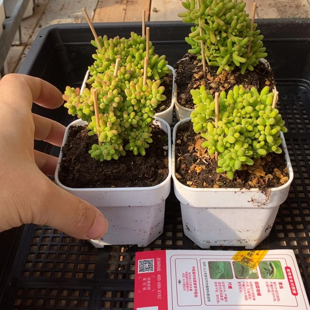 枝干番杏多肉植物489