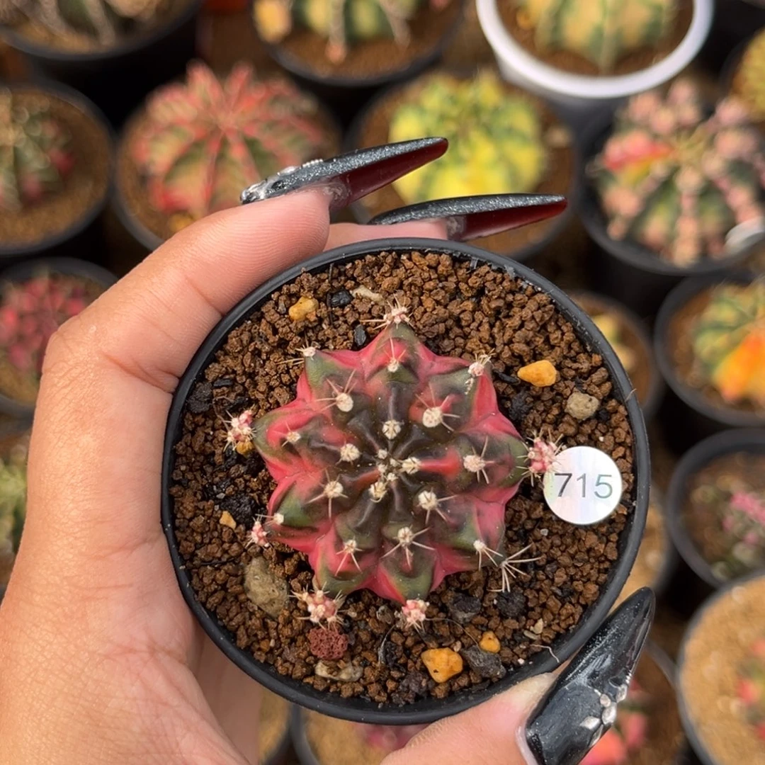 715 侧牙米哈 带盆土发货