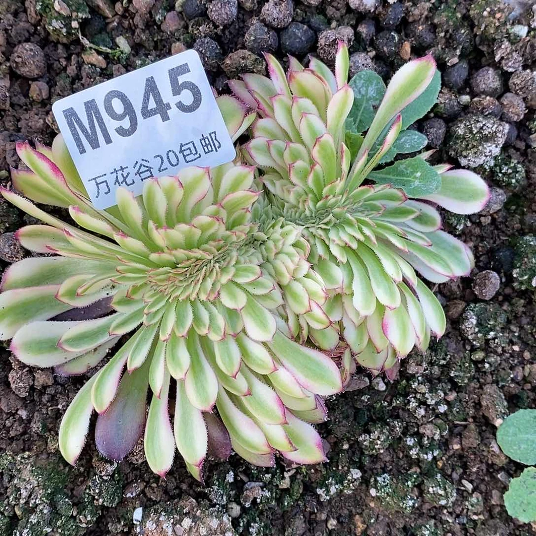 945红颜缀多肉植物