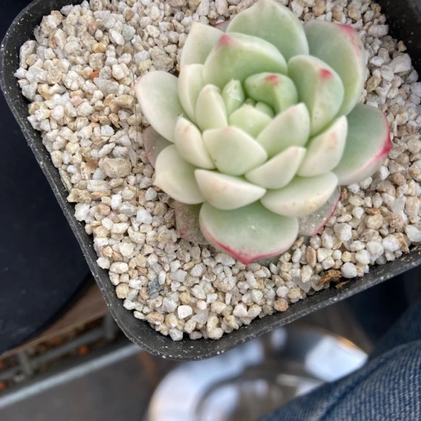 香草锦多肉植物多肉