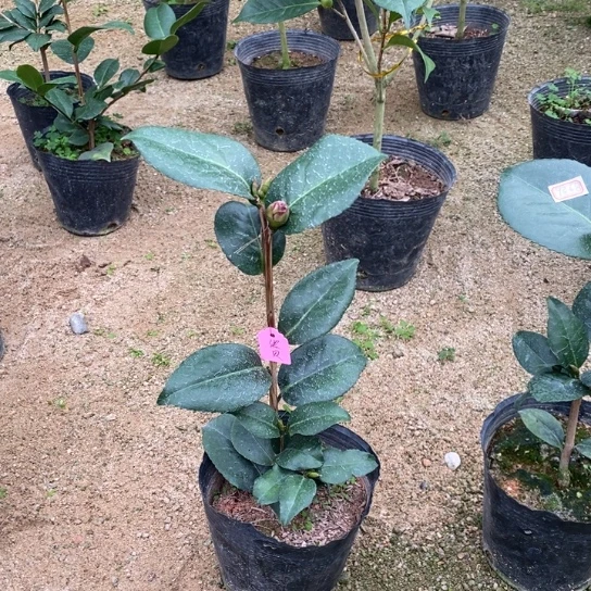 当前无花栽培后可以开花