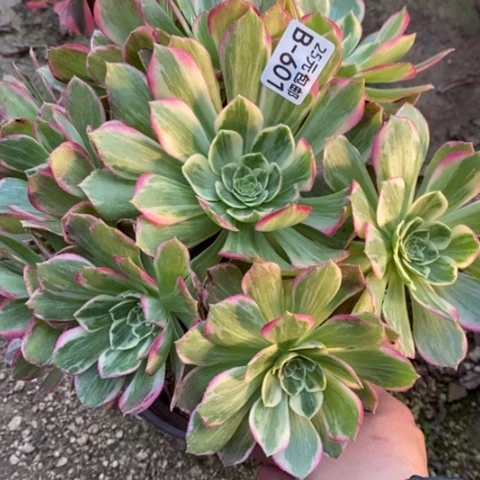 601水蜜桃满25包邮多肉