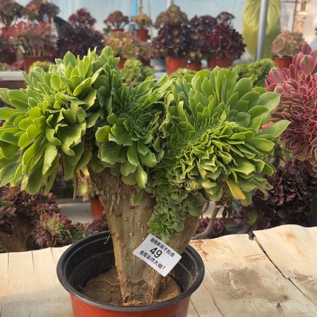 49绿羊绒缀化多肉植物法师