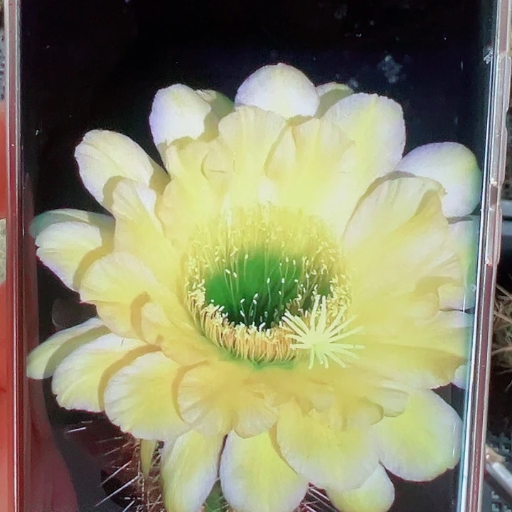 毛花柱VR13侧芽拍一发二