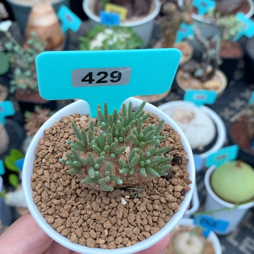 任锦产地多肉植物