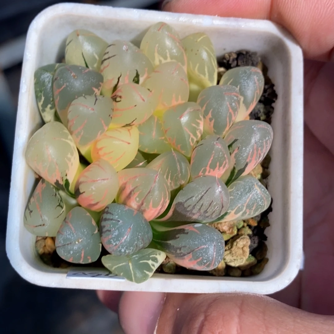 一颗实生糊斑玉露锦