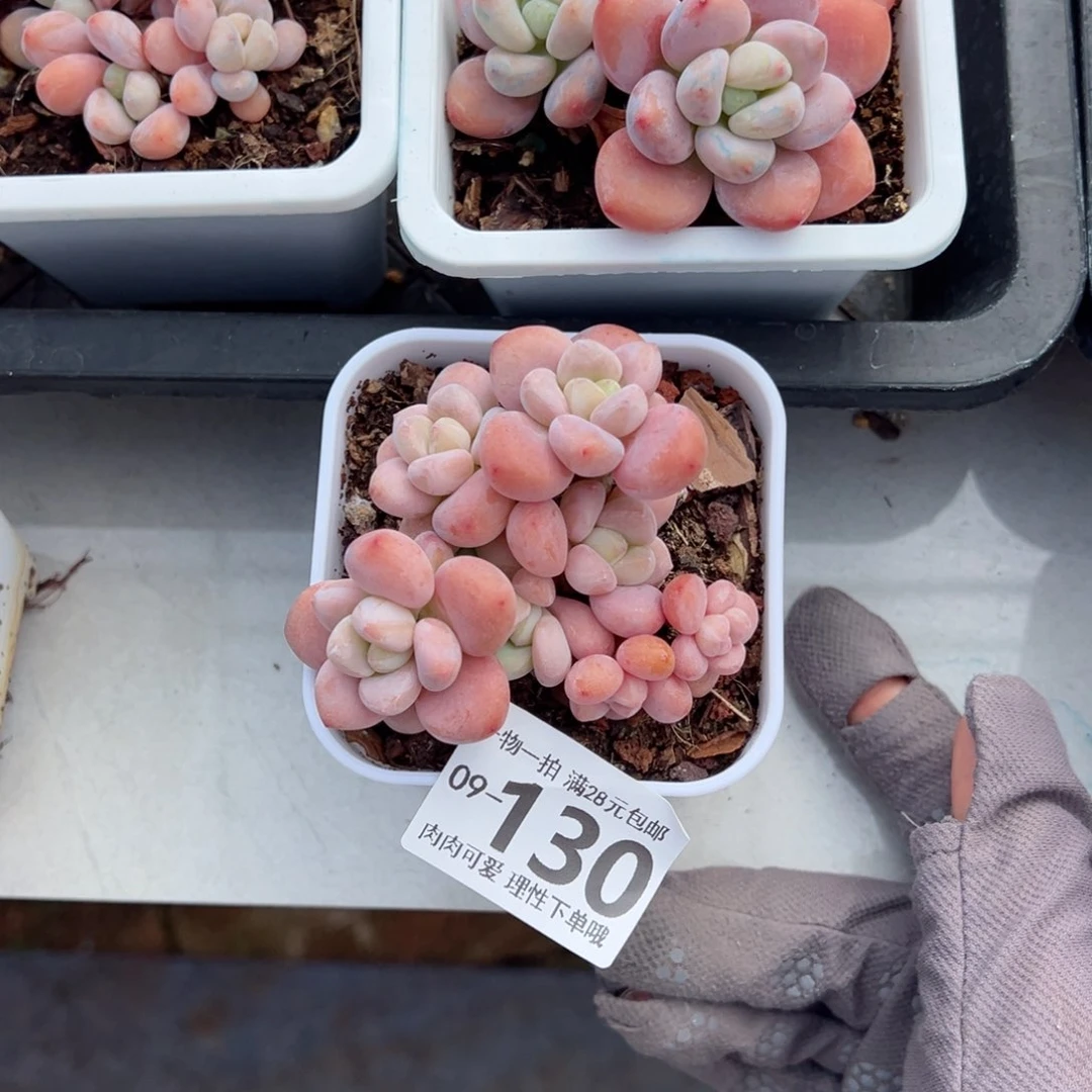 A***a红洛神多肉多肉多肉多肉