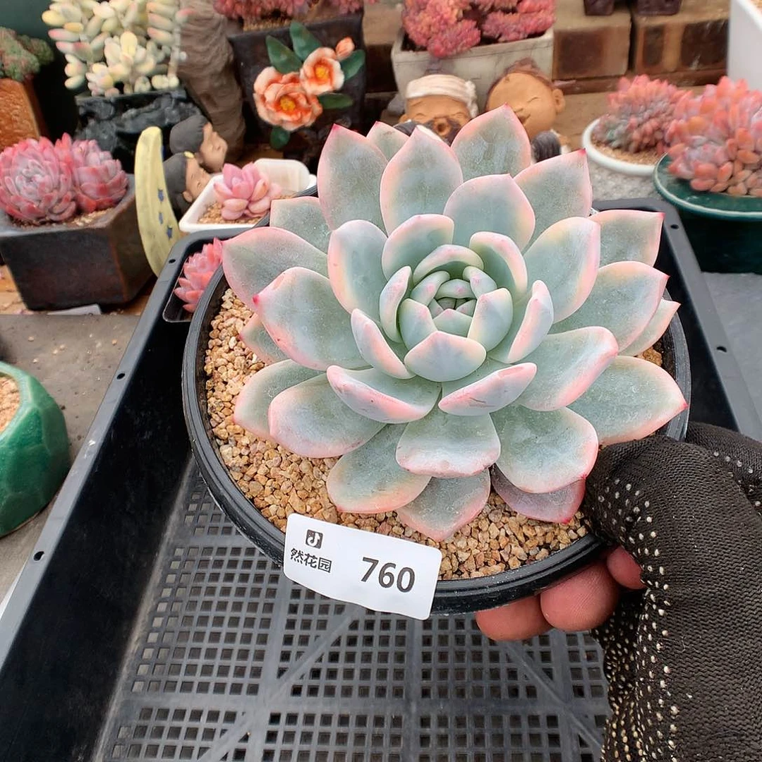 760梦露锦多肉植物6