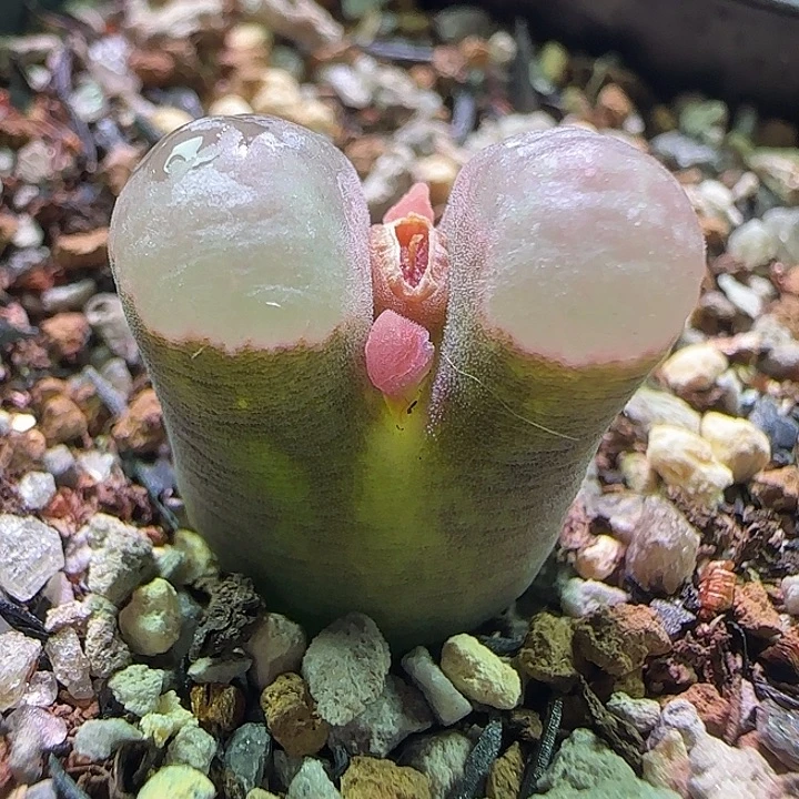 1.6的好看的风铃。     379