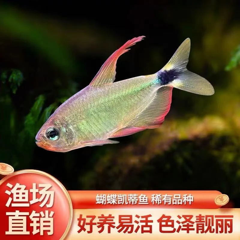 蝴蝶凯蒂灯鱼南美进口热带观赏鱼高端稀有品种蝴蝶黄红凯蒂鱼活体