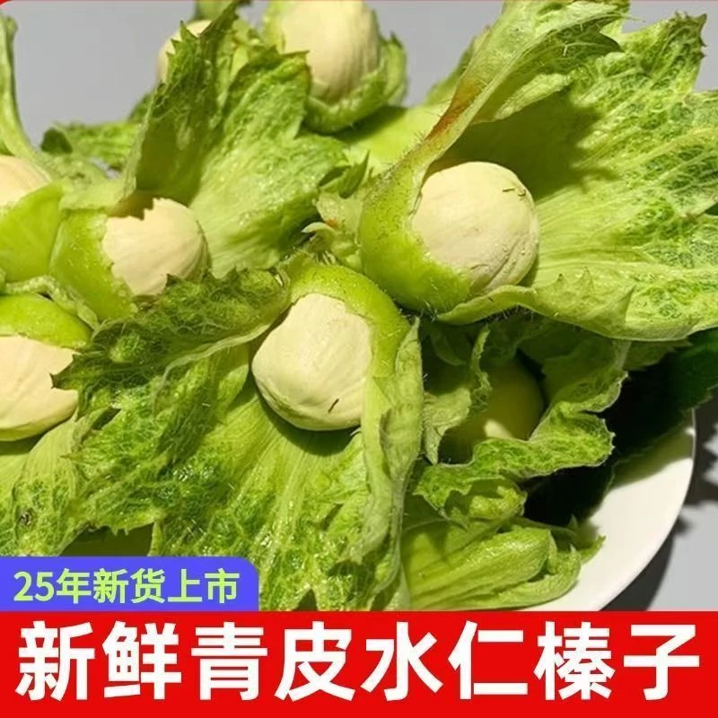 【现摘现发】新鲜带绿皮大榛子现摘现发美味可口营养丰富