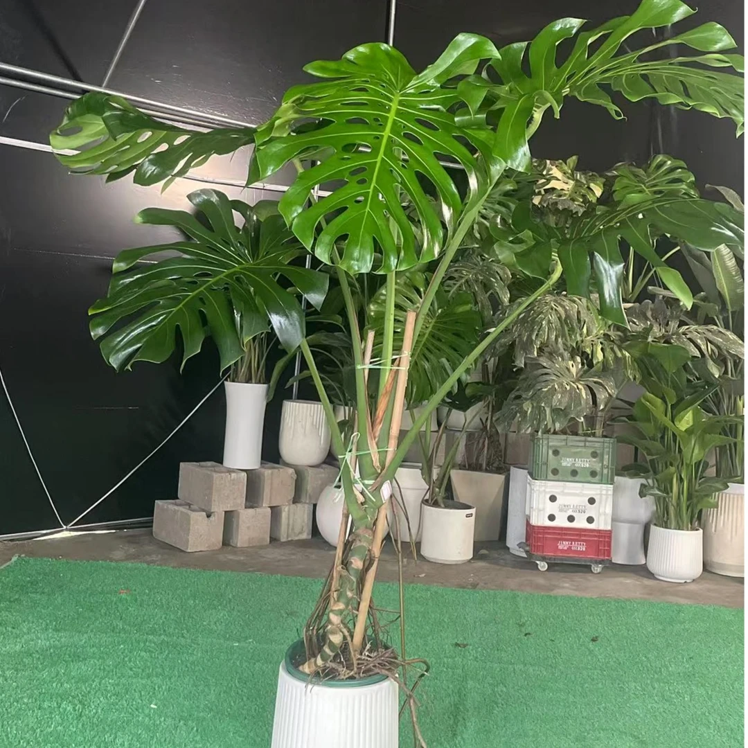 老桩提根1.5_1.7米单杆老桩提根龟背竹落地绿植净化空气sc1